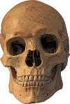 Skull 17